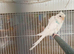 Helicopter budgies 2026 for sale