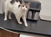 I've got two beautiful girls looking for there forever home need to go together there both sister