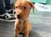 Fox Red Labradors