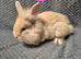 Lionhead Bunnies