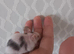 5 Friendly Female Mice Ready To Go £10 A Pair