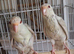 Grey and Cream Kakariki