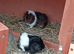 Baby guinea pigs