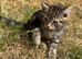 Kittens available