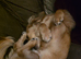 2 &times;6 month old miniature longhair daschund puppies