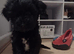 Puppies for sale