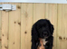 Cocker spaniel pups