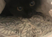 Fully tamed litter trained female cat
