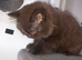 Chocolate BLH GCCF boy, Black BSH boy