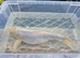 White koi