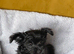 Beautiful Morkie Poo pups for sale