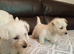 Westie puppies