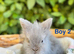 Beautiful baby lionlops