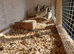 Snowflake bobwhite hatching eggs