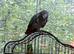 African grey parrot