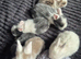 Lionhead babies