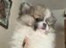 Male Pomeranian