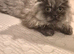 Female persian