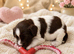 English Springer Spaniel Puppies