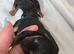 7 airdale puppies for sale