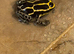 Dart frogs ranitomeya