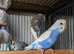 Stunning budgies