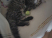 Famale Maine Coon