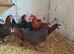 Black copper marans and burford breeding group