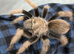 Tarantulas for sale