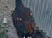 Shamo stag 11 months old