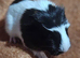 Beautiful gunea pigs for sale ready 12th JULY
