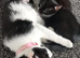 Kittens for sale