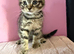 Beautiful 9 week old kittens