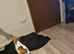 Jack russel