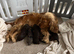F1 Cockapoo Litter - 1 Girls & 3 Boys Available