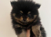 Miniature teddy Poms