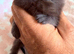 Chocolate & Black Exotic Shorthair Kittens Available