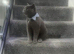 British short hair kittens (Ready now)