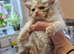 1 girl and 1 boy persian x cross kittens