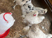 Silkie cross bantam