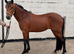 Connemara 4yr old unbroken gelding!