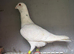 Syrian single cock