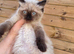 Ragdoll kittens