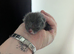 Grey kitten boy