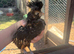 Polish chickens