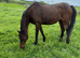 British riding pony