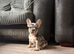 Beautiful French bulldog pups