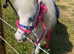 Perfect Unicorn Children&rsquo;s Pony/Therapy Pony For Sale