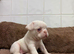 Platinum Panda Frenchies carrying pink & fluffy