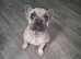 KC french bulldog pup